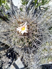 Thelocactus