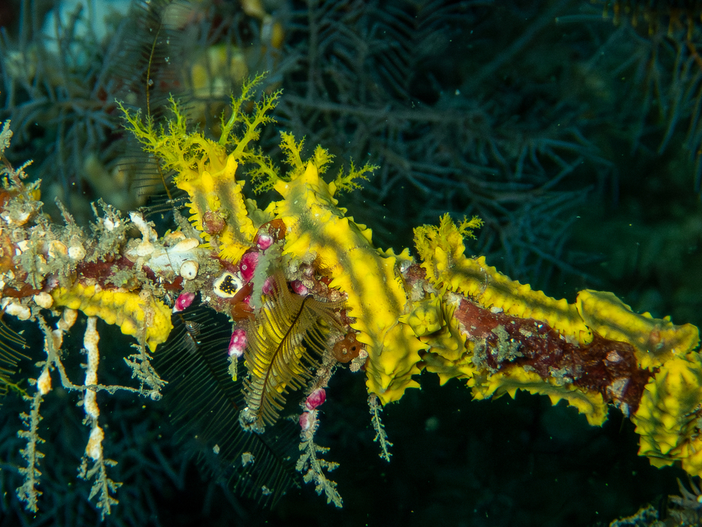 Robust Sea Cucumber