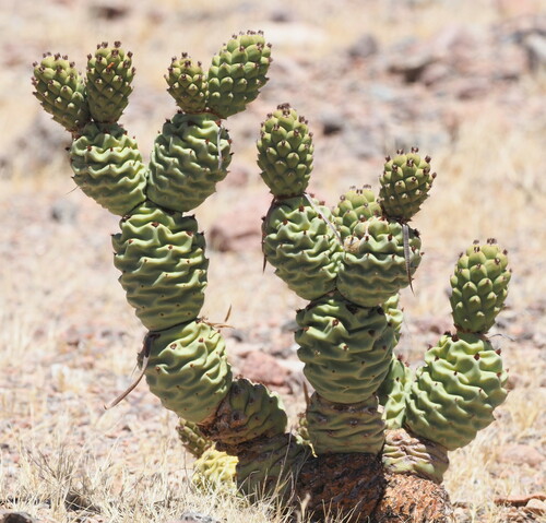 Paper-Spined Cholla