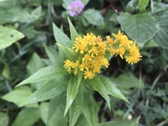 Solidago