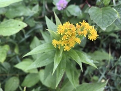 Solidago