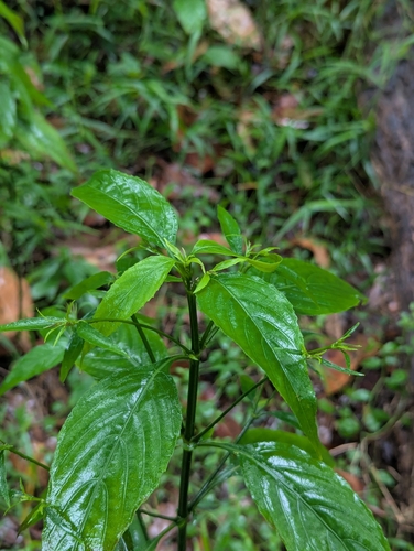 Foto de Trepadeira-vermelha