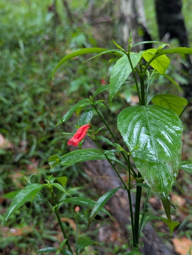 Foto de Trepadeira-vermelha