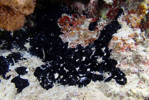 Iotrochota baculifera observed 2025-01-08