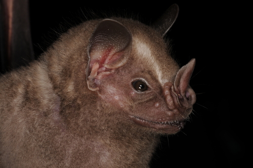 Great Fruit-eating Bat