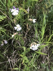 Silene latifolia