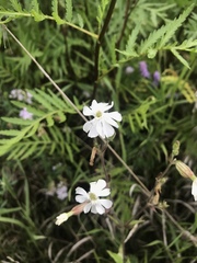 Silene latifolia