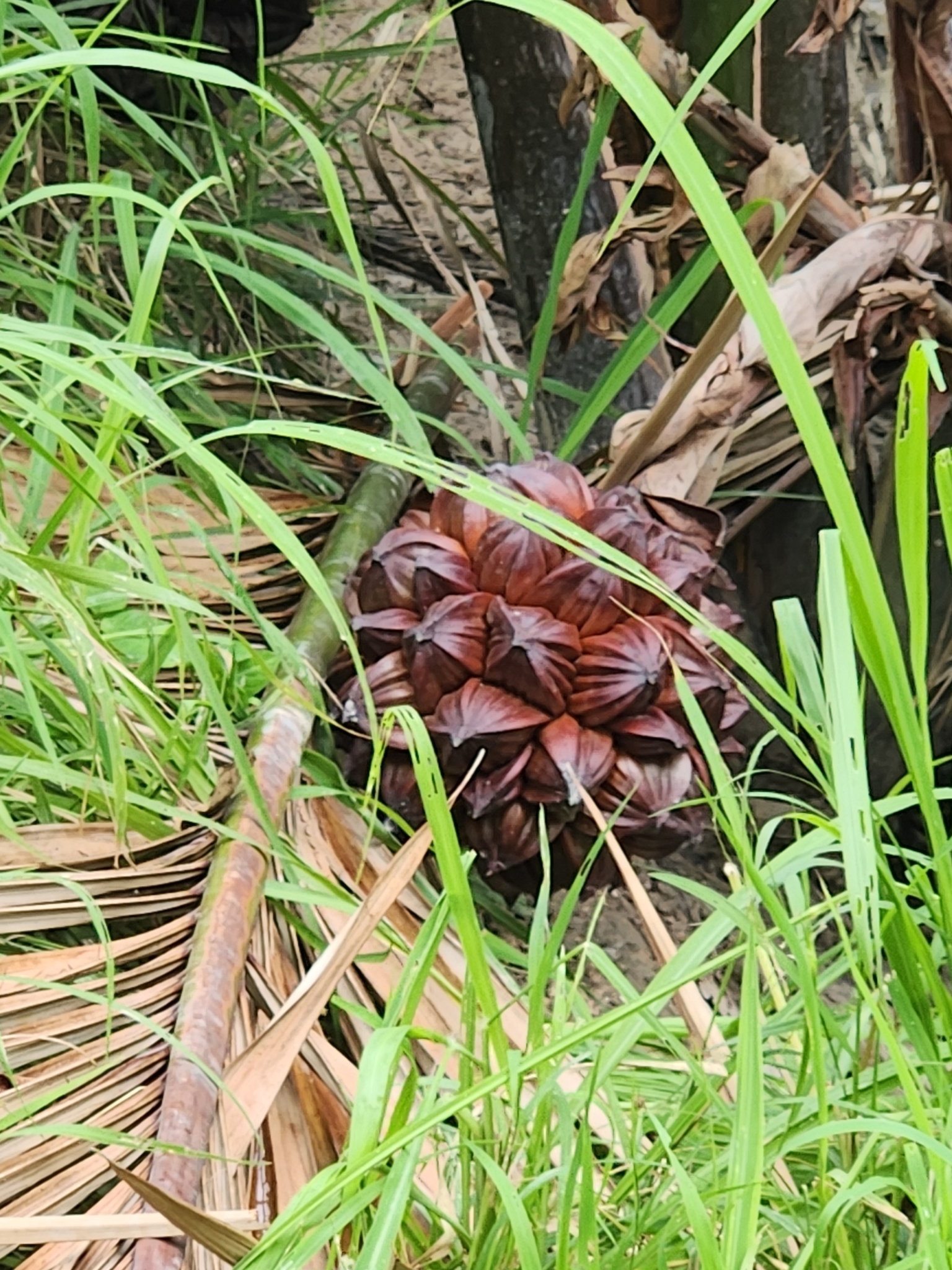 Imagem de Palmeira-do-mangue