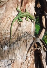 Anolis chlorocyanus