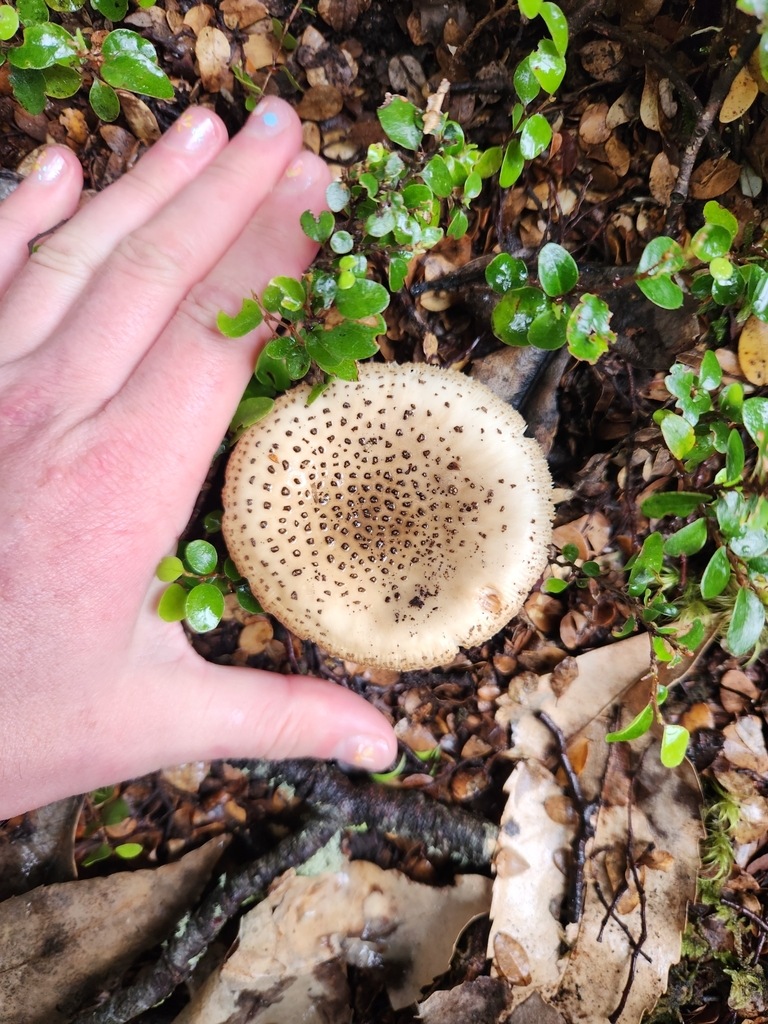 Amanita australis · January 2025 · photo: © archie_tarn (iNaturalist, cc-by)
