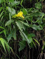 Costus villosissimus
