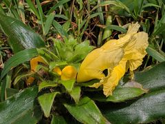 Costus villosissimus