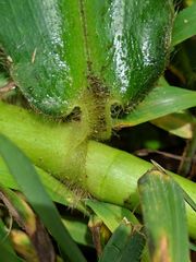 Costus villosissimus