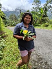 Costus villosissimus