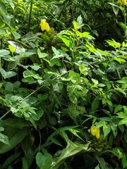 Costus villosissimus
