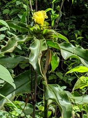 Costus villosissimus