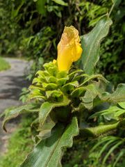 Costus villosissimus