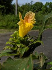 Costus villosissimus