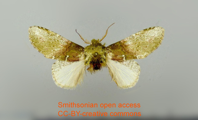 Chlorocampa