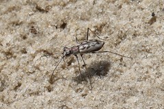 Ellipsoptera blanda