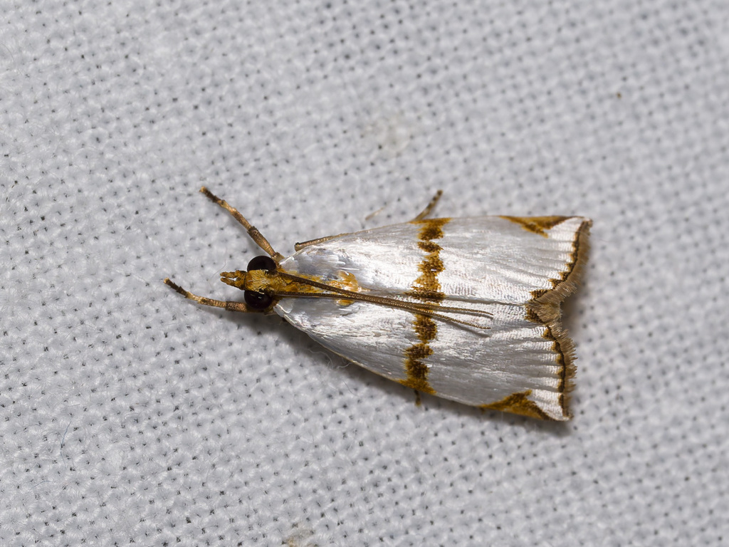 Argyria mesogramma