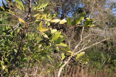 Kraussia floribunda