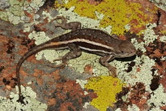 Sceloporus virgatus