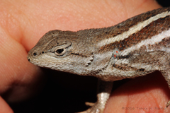 Sceloporus virgatus