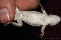 Sceloporus virgatus