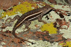 Sceloporus virgatus