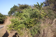 Kraussia floribunda