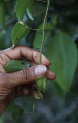 Dioscorea cotinifolia