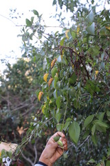 Dioscorea cotinifolia