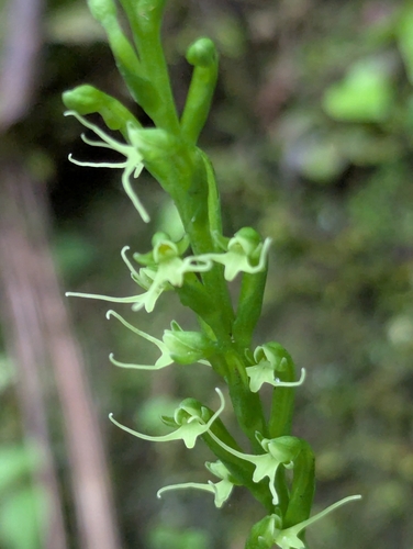 Peristylus hallieri