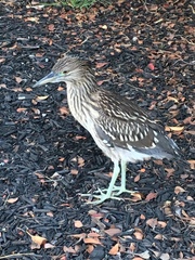 Nycticorax nycticorax