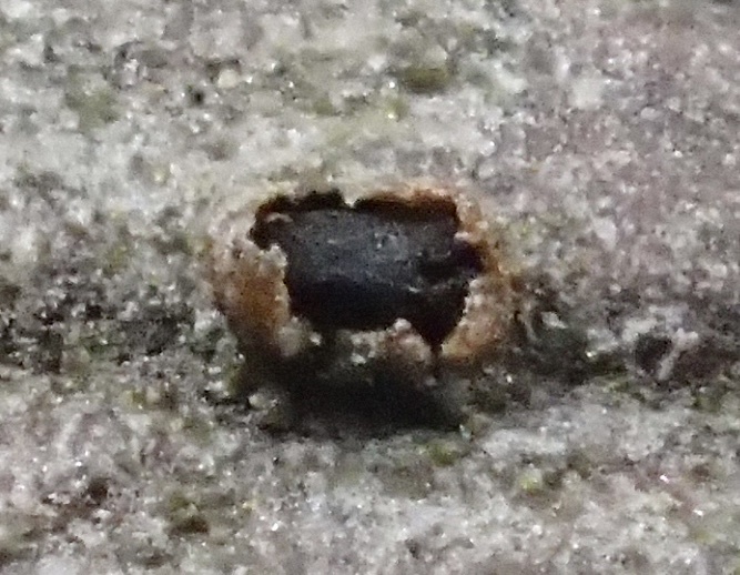 Diaporthe australafricana