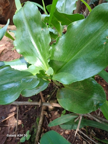 Foto de Coroa-imperial