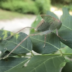 Tettigoniidae
