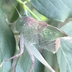 Tettigoniidae