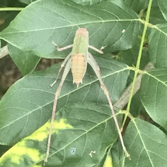 Tettigoniidae