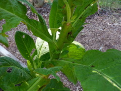 Nicotiana tabacum