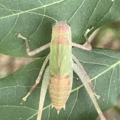 Tettigoniidae