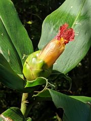 Costus laevis