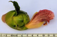 Costus laevis