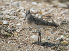 Calidris pusilla