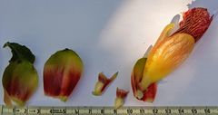 Costus laevis