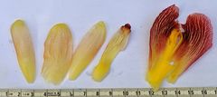Costus laevis