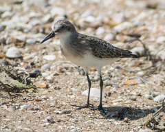 Calidris pusilla