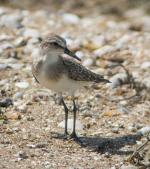 Calidris pusilla