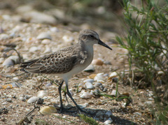 Calidris pusilla